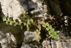 Asplenium subglandulosum. Mature plant growing in limestone rock crevice.
 Image: L.R. Perrie © Te Papa CC BY-NC 3.0 NZ
